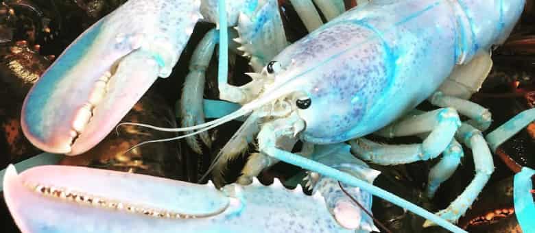 An rare albino lobster