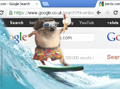Hedgehog surfing