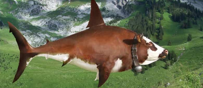Hybrid between a shark and a cow. A shaow?