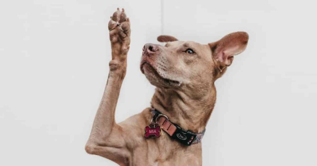 ai-dog-travel-planner cover