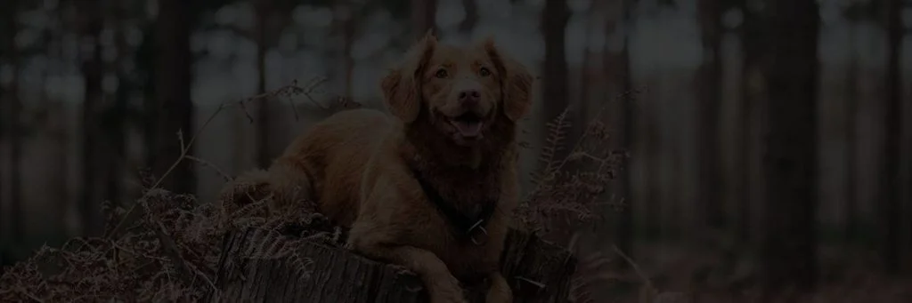 doesthedogdie cover