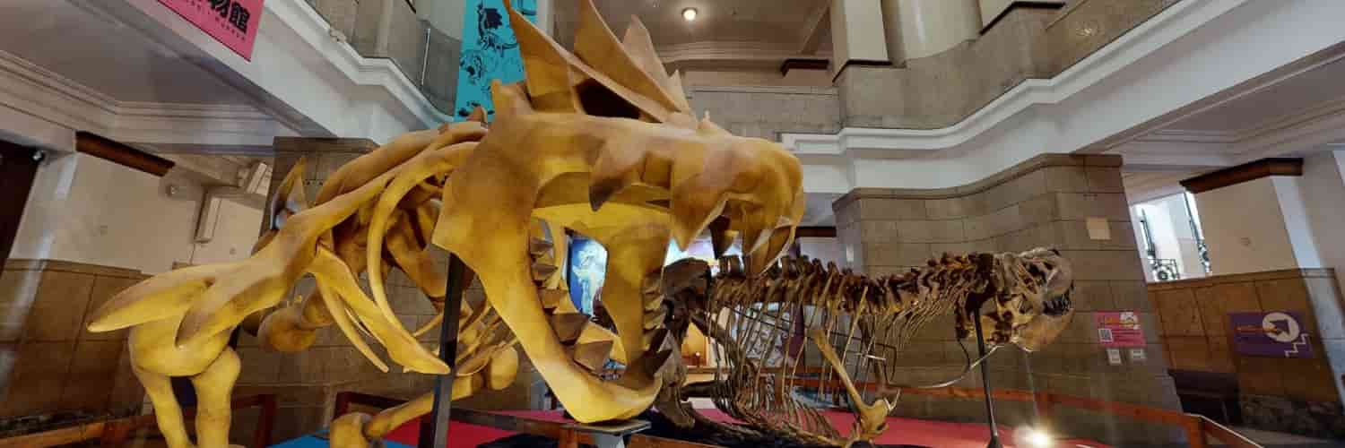 Pokémon Fossil Museum - Bored Hoard